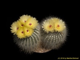 Notocactus scopa 1485